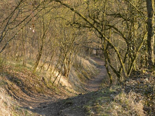 Un cheminement sous couvert arboré typique. (photo extraite du site internet de la commune)