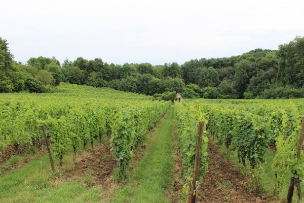 Les parcelles de vignes à proximité immédiate du village.