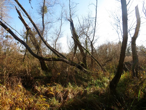 Une ambiance bien singulière propre au marais du Grand Saulcy.