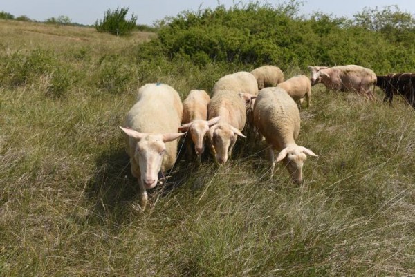 Le troupeau de brebis qui pâture les pelouses calcaires du plateau. (crédits : Metz Métropole)