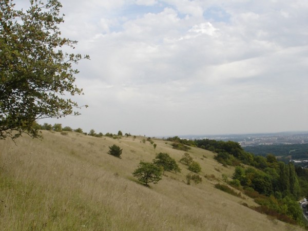 Les pelouses calcaires de Saulny. (photo apportée par la commune)