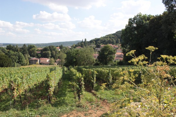 Les vignes au-dessus du village de Vaux, et le reste des Côtes dans le fond.