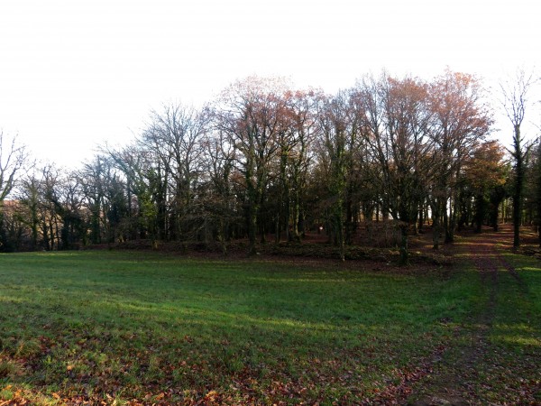 Le rempart proto-historique marque la limite entre la pelouse et le bois qui précède les ruines.