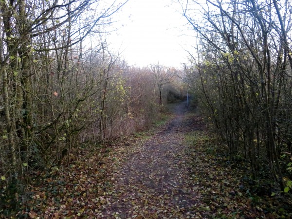 Sentier d'accès au belvédère à travers un jeune bois.