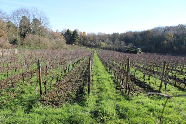 Les vignes en secteur AOC depuis le chemin à proximité du village