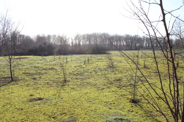 Plantation récente de 2800 baliveaux selon un maillage très régulier, mais avec le constat de certains sujets morts.
