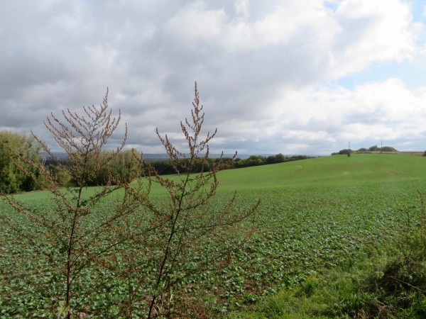 De grandes parcelles agricoles