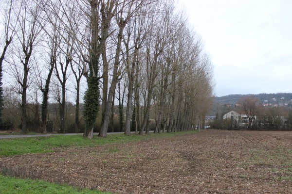 Alignement majestueux qui relie le Scy-bas et la Moselle.