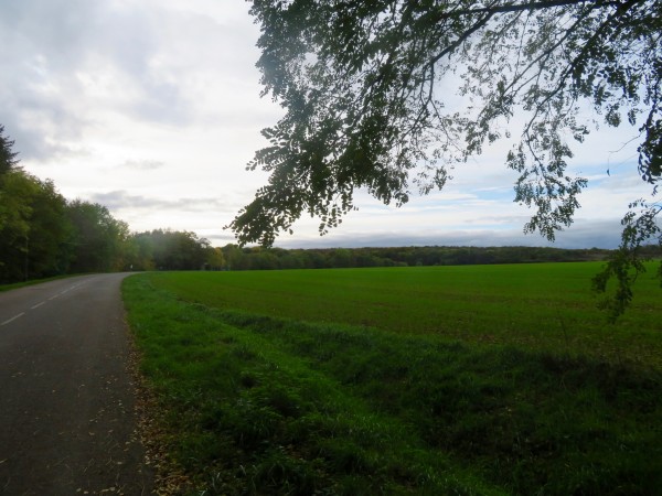 La forêt de Vaux côté revers de côte.