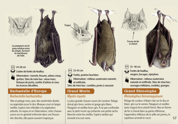 Chauve-souris des pelouses calcaires (<em>ibid.</em>)