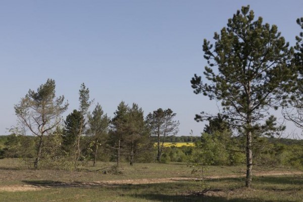 Les pelouses du plateau de Lorry, à forte valeur patrimoniale, et qui ont fait l'objet de travaux de restauration en 2017-2018. (crédits : Metz Métropole)