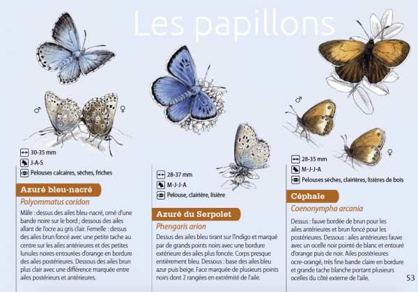 Papillons des pelouses calcaires (extrait du <em>Guide de découverte des Pelouses calcaires en pays messin</em>, Metz Métropole).