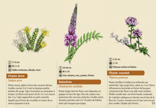 Flore des pelouses calcaires (<em>ibid.</em>)
