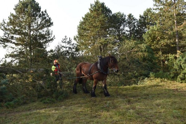 Intervention de débardage avec cheval de trait sur les pelouses Natura 2000 du plateau de Lorry. (crédits : Metz Métropole)