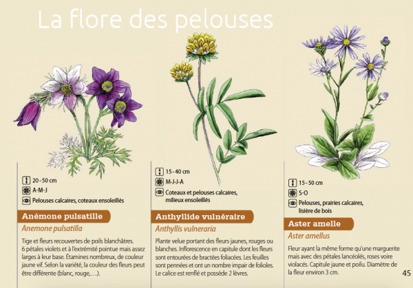 Flore des pelouses calcaires (<em>ibid.</em>)
