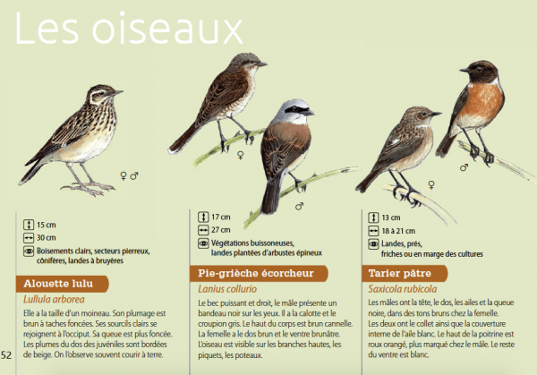 Oiseaux des pelouses calcaires (<em>ibid.</em>)
