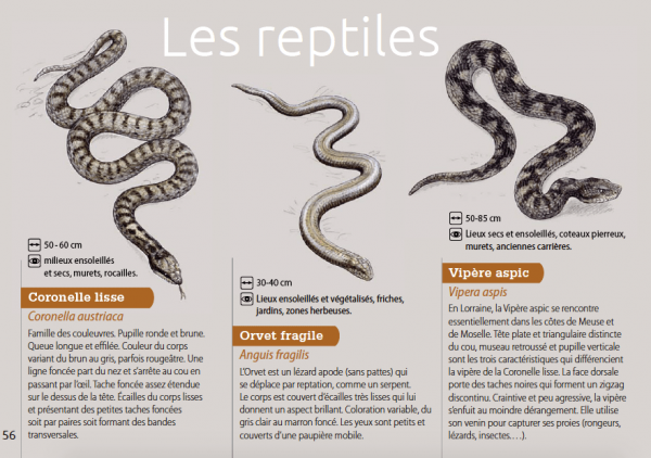 Reptiles des pelouses calcaires (<em>ibid.</em>)