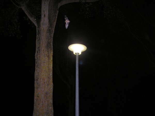 Chauve-souris tirant profit de la présence du lampadaire qui concentre ses proies attirées par la lumière. (Photo : R. Sordello, source : http://www.nuitfrance.fr)