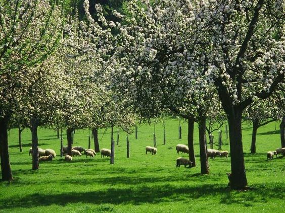 Parc des lilas à Vitry-sur-Seine (Val-de-Marne) : Collection exceptionnelle de 800 variétés de lilas, grands champs dédiés aux cultures de céréales, verger de pommiers à cidre, enclos réservés aux animaux d’une association, petites serres servent de modules d’accueil et d’abris, nombreux jardins familiaux situés au sud-est du parc.