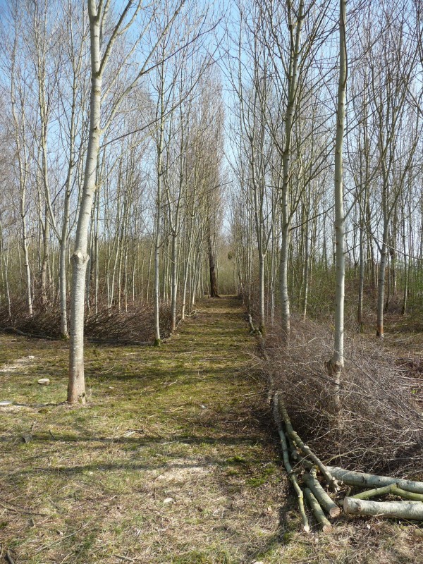 Des limites fonctionnelles, qui s’inscrivent dans les paysages où elles sont implantées, sont basées sur l’utilisation de ressources disponibles sur place et utilisent des techniques et savoir-faire typiques du «bon sens paysan» - Mise en défens de parcelles forestières