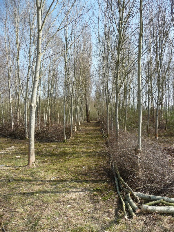Des limites fonctionnelles, qui s’inscrivent dans les paysages où elles sont implantées, sont basées sur l’utilisation de ressources disponibles sur place et utilisent des techniques et savoir-faire typiques du «bon sens paysan» - Mise en défens de parcelles forestières