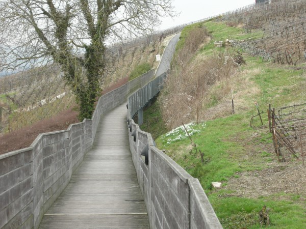 Découvrir la vigne sur les coteaux
