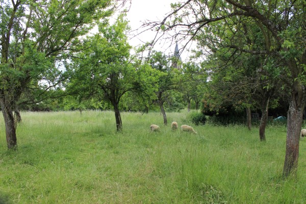 Bouxières aux chênes : un verger pâturé (crédit : Omnibus)