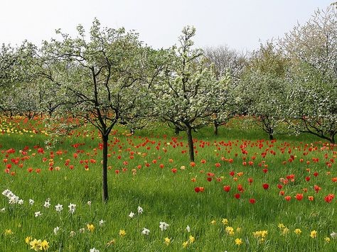 Vergers et prairies fleuries