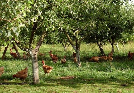 Parc des lilas à Vitry-sur-Seine (Val-de-Marne) : Collection exceptionnelle de 800 variétés de lilas, grands champs dédiés aux cultures de céréales, verger de pommiers à cidre, enclos réservés aux animaux d’une association, petites serres servent de modules d’accueil et d’abris, nombreux jardins familiaux situés au sud-est du parc.