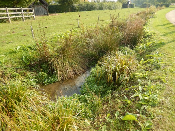 Des berges naturelles, accueillantes, pour différentes strates de végétation ; Méandres de la Sazée (crédit : Omnibus)