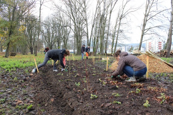 Chantier de Plantation du parc des lapins, Banc-Saint-Martin (crédit : Omnibus)