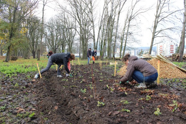 Chantier de Plantation du parc des lapins, Banc-Saint-Martin (crédit : Omnibus)