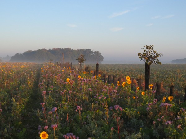 Ferme des Ruelles à Tilly : un verger en argoforesterie, maraichage et céréales (crédit : https://www.fermedesruelles.com/)