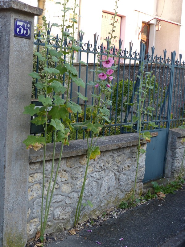 Chartres - Chantier de réouverture de trottoir Omnibus avec F. Roumet (crédit : Omnibus)