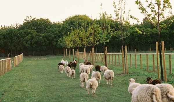 Parc des lilas à Vitry-sur-Seine (Val-de-Marne) : Collection exceptionnelle de 800 variétés de lilas, grands champs dédiés aux cultures de céréales, verger de pommiers à cidre, enclos réservés aux animaux d’une association, petites serres servent de modules d’accueil et d’abris, nombreux jardins familiaux situés au sud-est du parc.
