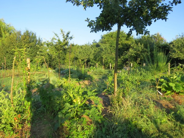 Ferme des Ruelles à Tilly : un verger en argoforesterie, maraichage et céréales (crédit : https://www.fermedesruelles.com/)
