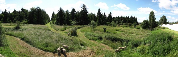 La Sapinière, une friche à Grigny. Une gestion des lieux évolutive par et pour les habitants 2010-14 Suivi de la convention de gestion de l’espace public de la Sapinière Grigny (Essonne) Communauté d’Agglomérations des Lacs de l’Essonne (CALE) Clément Berthollet, Alexandre Malfait, Marjorie Masseglia, Jeanne Roche, et François Roumet, professeur encadrant Après avoir participé, en première année à l’Ecole Nationale Supérieure de Versailles, à l’atelier « Conduire le vivant, le droit à l’erreur », dont l’objectif est la transformation d’une friche en un espace public accueillant, quatre camarades de classe, dont Jeanne Roche, encadrés par François Roumet, décident de suivre l’évolution de leur intervention. La démarche consiste alors à mettre en œuvre un projet de paysage au travers d’une gestion collective, créative, d’une pratique simple et économe du jardinage sous la forme d’aménagements réversibles (jardinage collectif, plessage de haies, structures et mobiliers en bois, définition par fauches évolutives des différents espaces …), avec les ressources humaines et matérielles en place. L’objectif étant de tendre vers une autogestion évolutive du lieu par et pour les habitants. Et ce, par le biais de chantiers ouverts et de rencontres in situ. L’association Clinamen regroupant des bergers urbains, était partenaire de l’opération. (crédit : Omnibus)