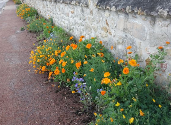 Fleurissement de pieds de mur.
